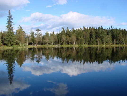 Kjulstjern
